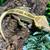 Crested geckos (adults) 6 thumbnail