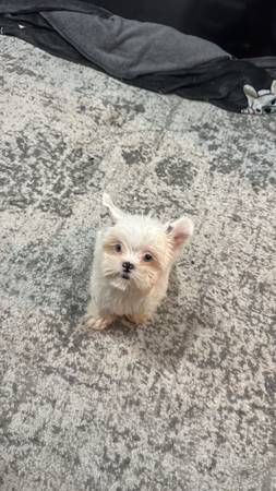 Tecup yorkie - $1,600 (Houston)62918240091522122