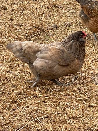 Three Chickens - 2 Hens and 1 Rooster (santa rosa)63909865440643122