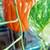 Healthy plant in a ceramic pot 3 thumbnail