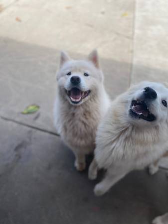 Samoyed (Tiburón)63696489655683120