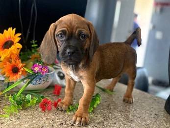 rehoming toy basset hound! 1