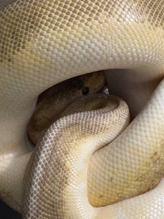 Rehoming Ball Python and California Kingsnake hybrid (Bronx)63887462472961121