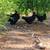 Pullets 1 thumbnail