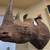 Rhino sculpture 1 thumbnail