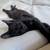 Kittens and cats at Sunnyvale Petco Saturday 10am to 2pm 12 thumbnail
