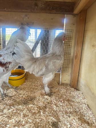 Gallina de pelea americana - $60 (Turlock)63470292450689120