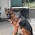 german shepherd 1 thumbnail