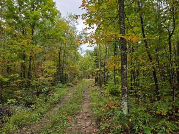 $59,900 6.2 Wooded Acres Walking Distance to State Forest and the Popple River (Fern)64152182333569122