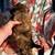 Cavapoos 9 thumbnail