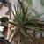 30 Aloe plants three types Yellow or Orange blooms 3 thumbnail
