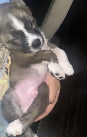 Dogs for sale - $190 (Ceres)62950725338883123