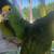Amazon yellow head parrots 12 thumbnail