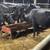 Angus cattle 6 thumbnail