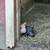 Pot belly pigs 6 thumbnail