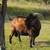 Tri-Color Boer/Kiko Buckling Goat 7 thumbnail