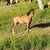 Gorgeous 2023 half a Kiger Mustang filly!!! 5 thumbnail