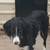 URGENT PLEASE HELP REHOME THESE DOGS 3 thumbnail