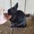 Show/brood quality Netherland dwarf rabbits 4 thumbnail