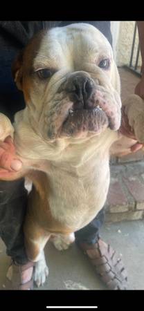Bulldog inglés exótico (Lake Hughes)63893600897794121