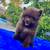 Chocolate pomeranian male 1 thumbnail