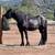 Animal Keeper At Alpine Acres Sanctuary Farm 4 thumbnail