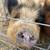 Pigs 6 thumbnail