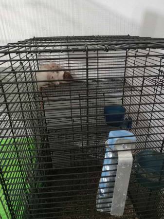 Many fancy rats with cages - very small fee (Chillicothe)63899549472899121