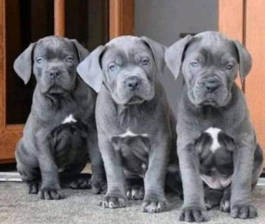 Purebred Cane Corso pups — intelligent 1