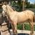 Andalusian horse 5 thumbnail