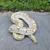 Rehoming Ball Pythons 1 thumbnail