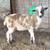 Jacob Sheep for sale 6 thumbnail