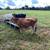 Steers 2 thumbnail