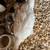 Sebastopol Goslings (Geese Babies) Male and Female 6 thumbnail