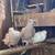 Group of 14 Ringneck Doves plus 7'x4'x7' AVIARY dove 2 thumbnail