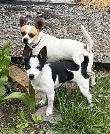 ***LOOKING FOR HER FOREVER HOME*** (santa rosa)63836591246849124