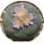 PEYOTE LOPHOPHORA WILLIAMSII SEEDS 1 thumbnail