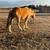 Palomino horse 6 thumbnail