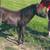 Mini Stallion, Pinto Pony Mare and Mini Pony Filly 11 thumbnail