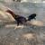 Gamefowl Gallos hennies 3 thumbnail