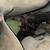 Some Great Cats Would Appreciate Any Help 16 thumbnail