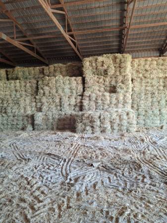 Bermuda hay 1