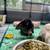 Holland Lop Rabbit - Baby Bunny 3 thumbnail