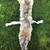 COYOTE PELT FUR 1 thumbnail