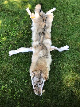 COYOTE PELT FUR 1