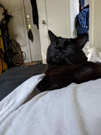 can't take cat with me to new apartment.. 1