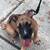 Fullblooded Pit 1 thumbnail