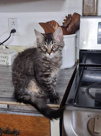 Male free kitten 1
