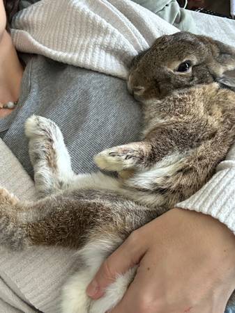 Indoor Rabbits Need Loving Homes ? (Las Vegas)63907299242371123