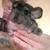 Chinchillas 3 thumbnail
